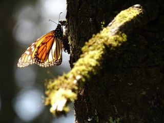  MARIPOSA MONARCAS 